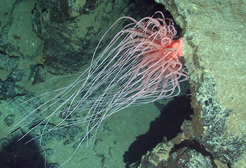 Illustration for article titled All the Alien-Looking Species Discovered by the Deep Sea Vehicle Alvin